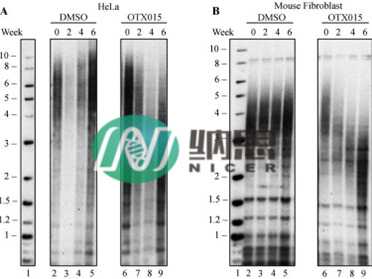 Southern-blot